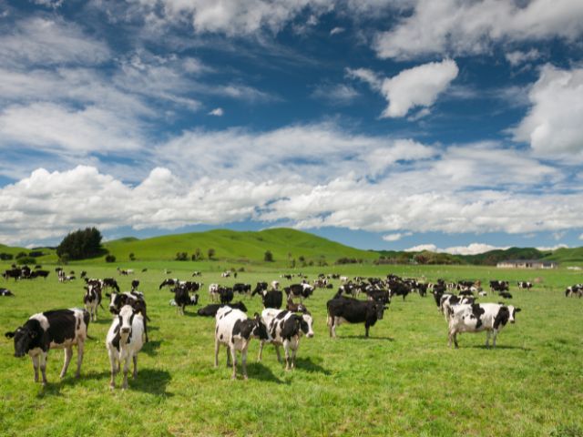 tasman exports beef exporter